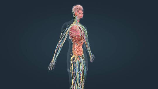 三维人体解剖重要器官医学医疗动画素材