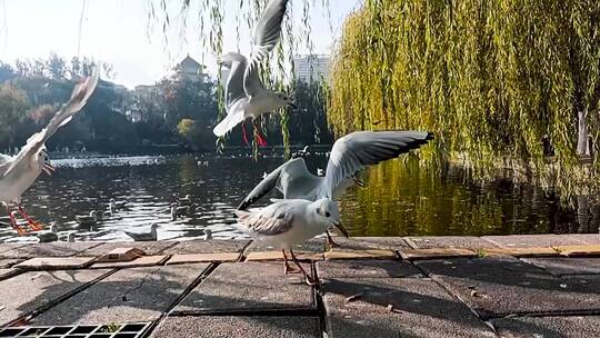 翠湖红嘴鸥升格镜头