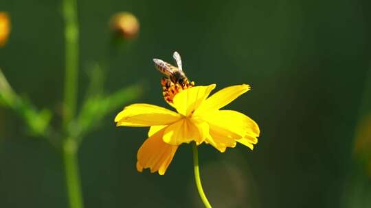 小花蜜蜂