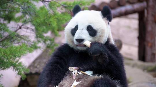 大熊猫休闲吃竹子