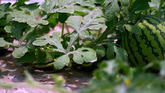 大棚西瓜种植视频素材模板下载