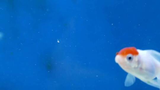 金鱼在水里游动视频素材模板下载
