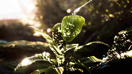 热带森林日照叶状植物特写