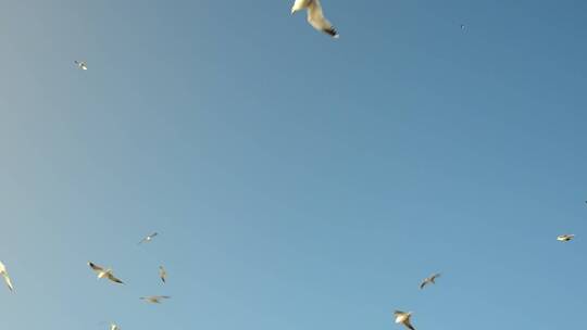 在喂食区周围飞翔的海鸥