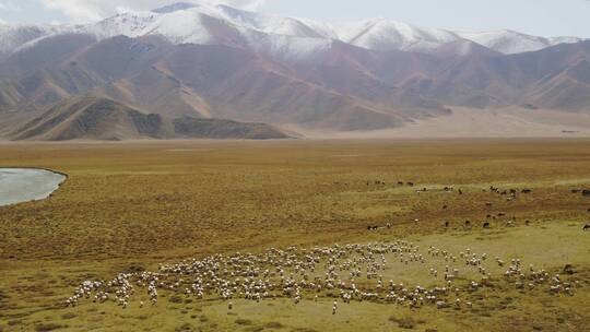 新疆巴音布鲁克草原上的牛羊视频素材模板下载
