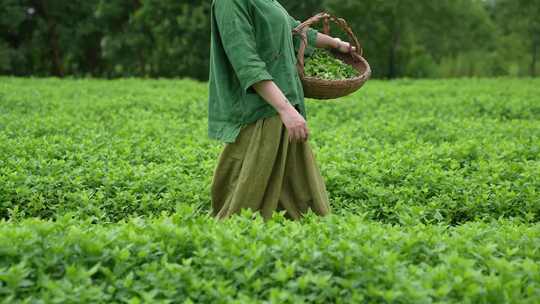 采茶姑娘菊叶茶生态三农农业生产