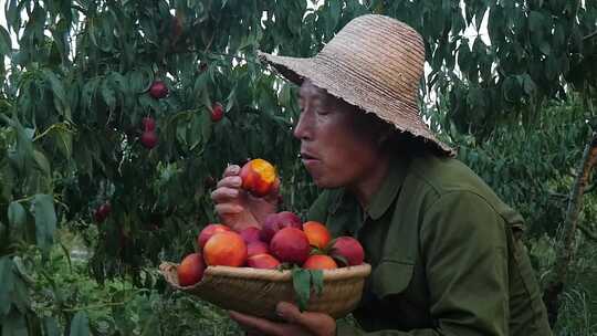 油桃产地 油桃种植 油桃成熟