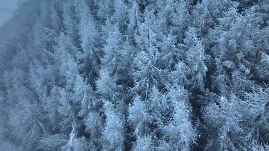 东北冬天暴雪大雪中的林海雪原