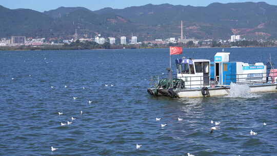 海鸥围绕下飞驰的船