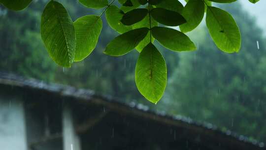 下雨 雨季梅雨天江南树叶