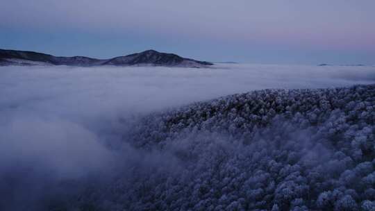 森林 雪景 冬天 冬季 树林