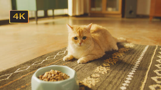 小猫不吃食视频素材模板下载