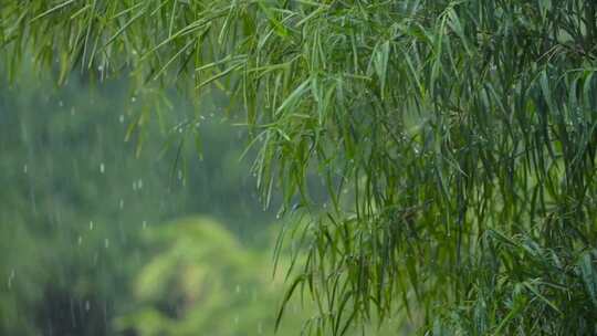 下雨竹子在风中摇曳