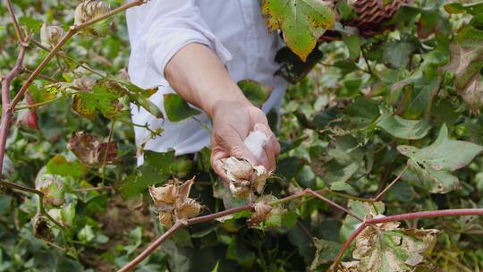 现摘棉花