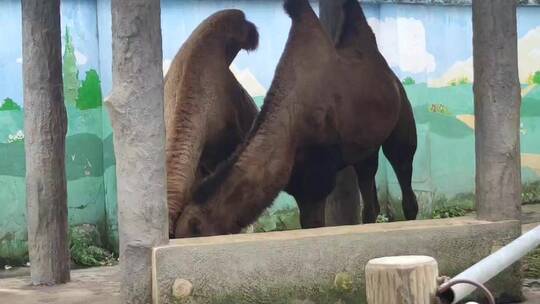 动物园里的骆驼视频素材模板下载