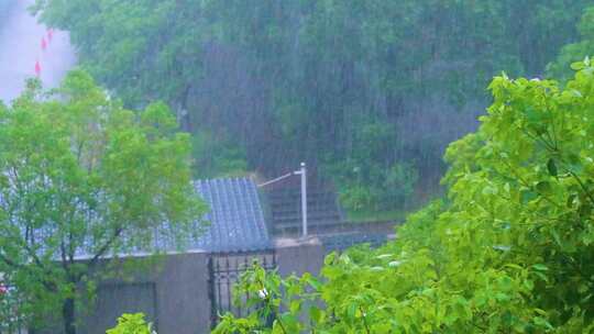 城市下暴雨下雨天雨水雨滴植物树叶子树木雨