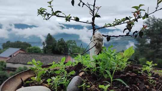 在山区农家花盆里爬行的竹节虫