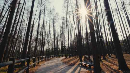 冬日下的共青森林公园