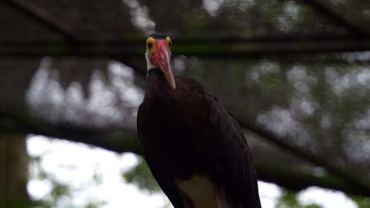 风暴的鹳，（ciconia Stormi