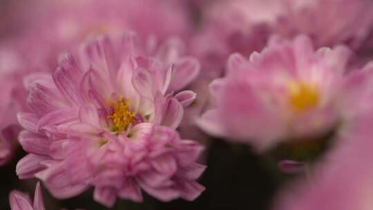 菊花 百日菊