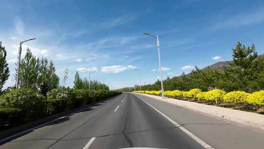 开车行驶在城市树荫道路中