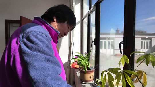 老人窗边照料盆栽画面
