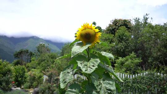 花园向日葵