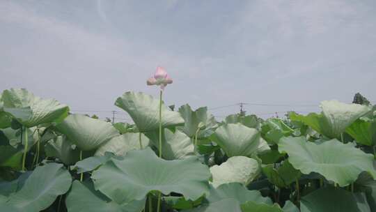 荷花 荷叶 荷花池视频素材模板下载