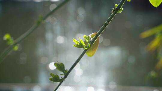 春天迎春花发芽嫩芽