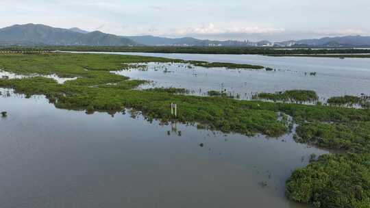 4K航拍深圳福田红树林湿地保护区