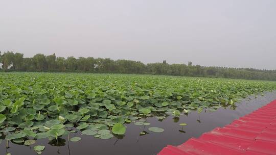 荷花 荷塘 湖泊 航怕 湿地 自然