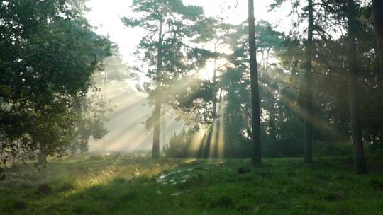 森林里晨雾下的阳光洒向草地