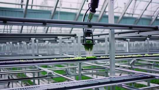 温室大棚内蔬菜种植场景