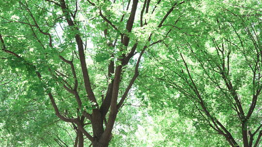 公园绿树树叶环境开场4K视频素材模板下载