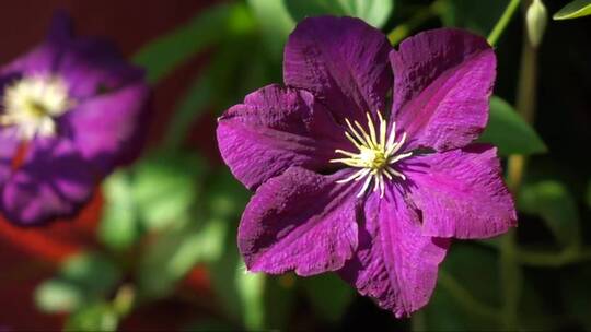 随风摇摆的紫色花朵 (3)