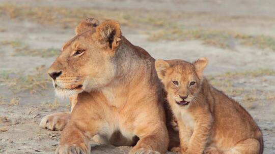 一群狮子坐在大草原上视频素材模板下载