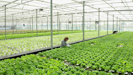 温室中的现代农业技术