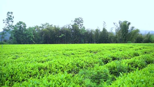 雨后茶园摘茶品尝镜头6组