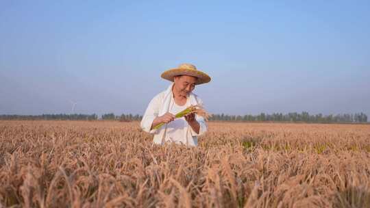 稻谷丰收  粮食丰收 生态农业视频素材模板下载