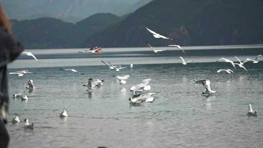 泸沽湖海鸥飞翔升格抓拍视频素材模板下载
