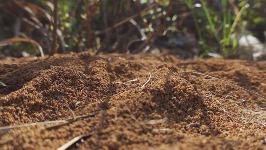 蚂蚁蚁穴视频白蚁巢