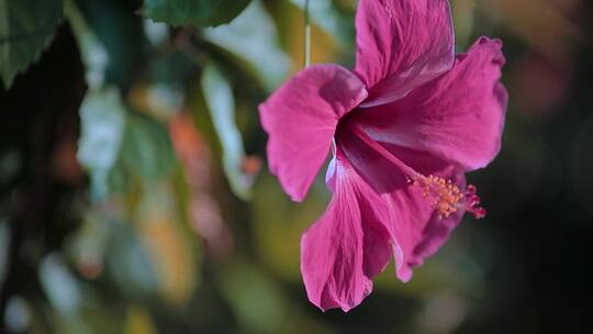 红花视频月季含羞草小花