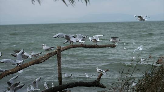 成群海鸥在水边抢食