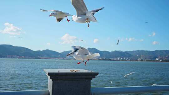 红嘴鸥海埂海鸥候鸟昆明人与自然