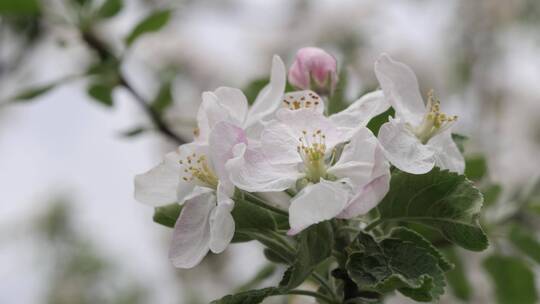 白粉色樱花特写镜头