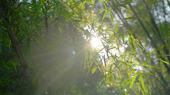 唯美阳光透过竹林竹叶阳光晴天夏至