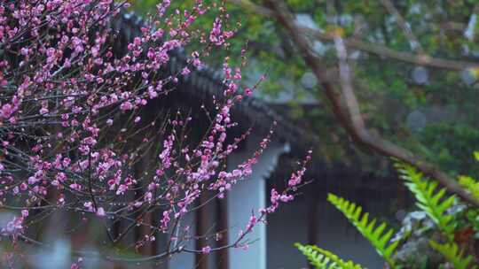 杭州西湖郭庄雨天梅花风景