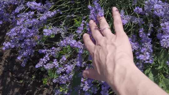 抚摸美丽的紫色薰衣草