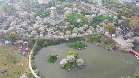 航拍武汉东湖樱花园夜景灯光秀樱花夜樱