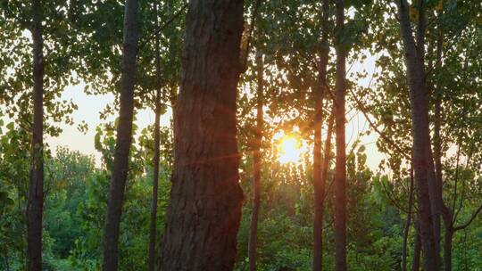 夕阳下逆光的树林